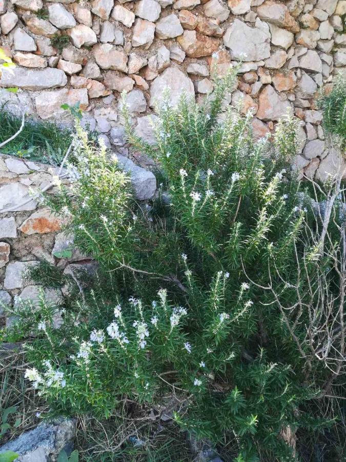 Vila Grosa Sveti Juraj Εξωτερικό φωτογραφία