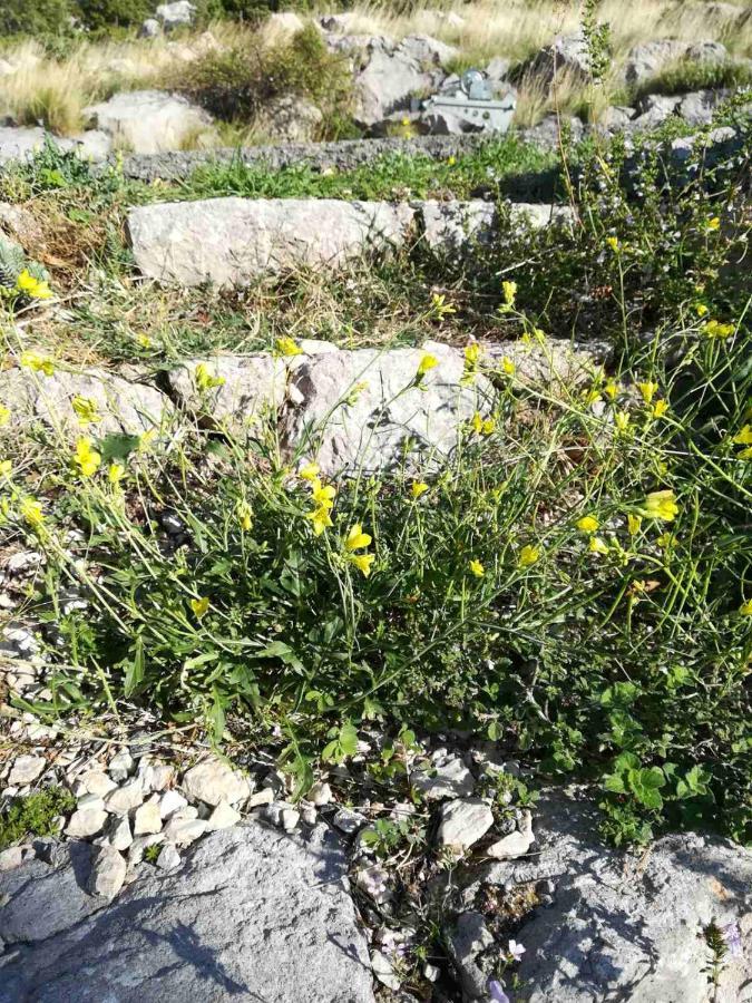 Vila Grosa Sveti Juraj Εξωτερικό φωτογραφία