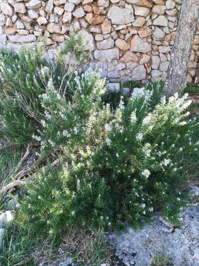 Vila Grosa Sveti Juraj Εξωτερικό φωτογραφία